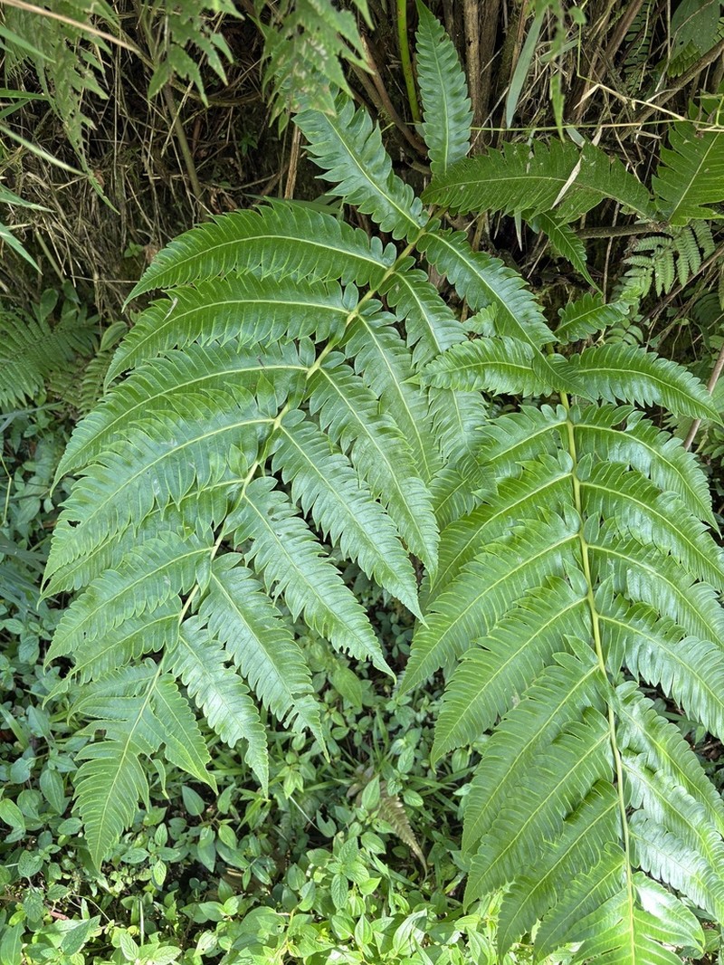 Deepwoods Fern photo 6