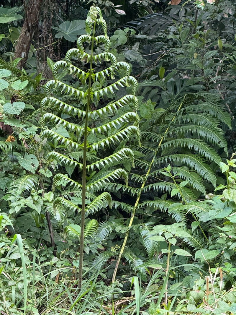 Deepwoods Fern photo 7