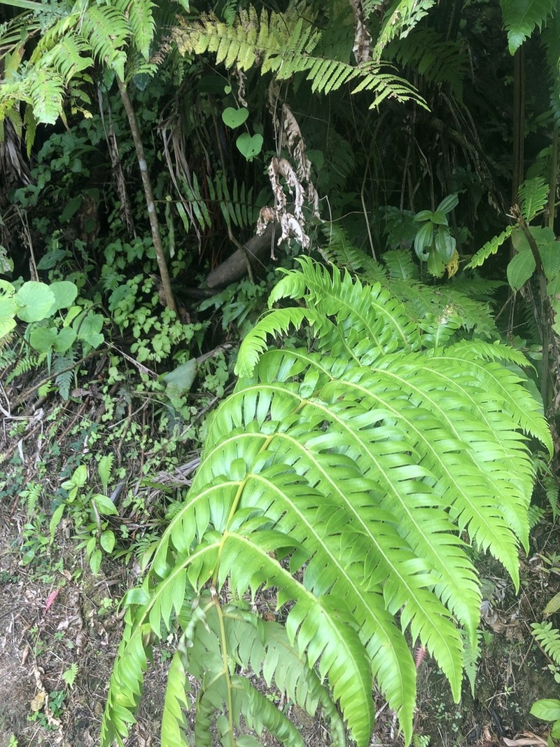 Deepwoods Fern photo 8
