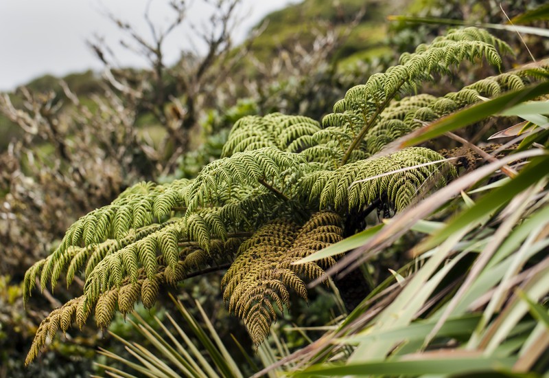 Cyathea howeana