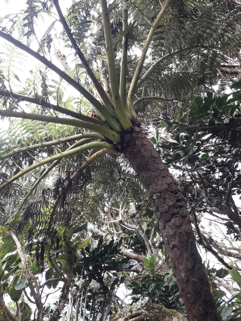 Cyathea howeana photo 2
