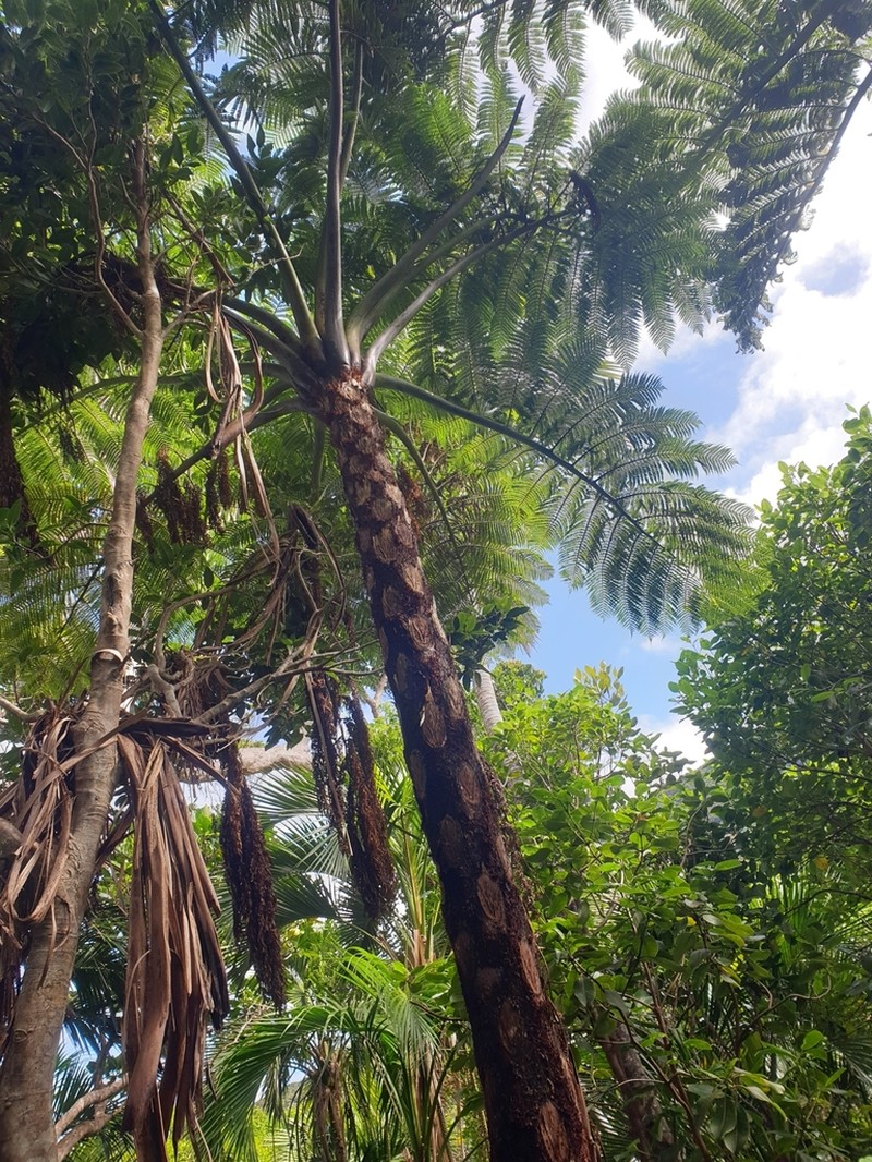 Cyathea howeana photo 3
