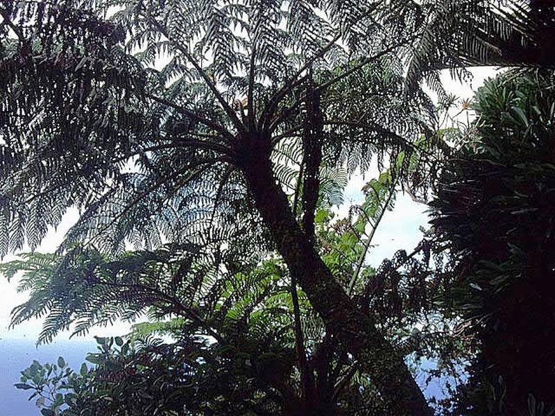 Cyathea howeana photo 4