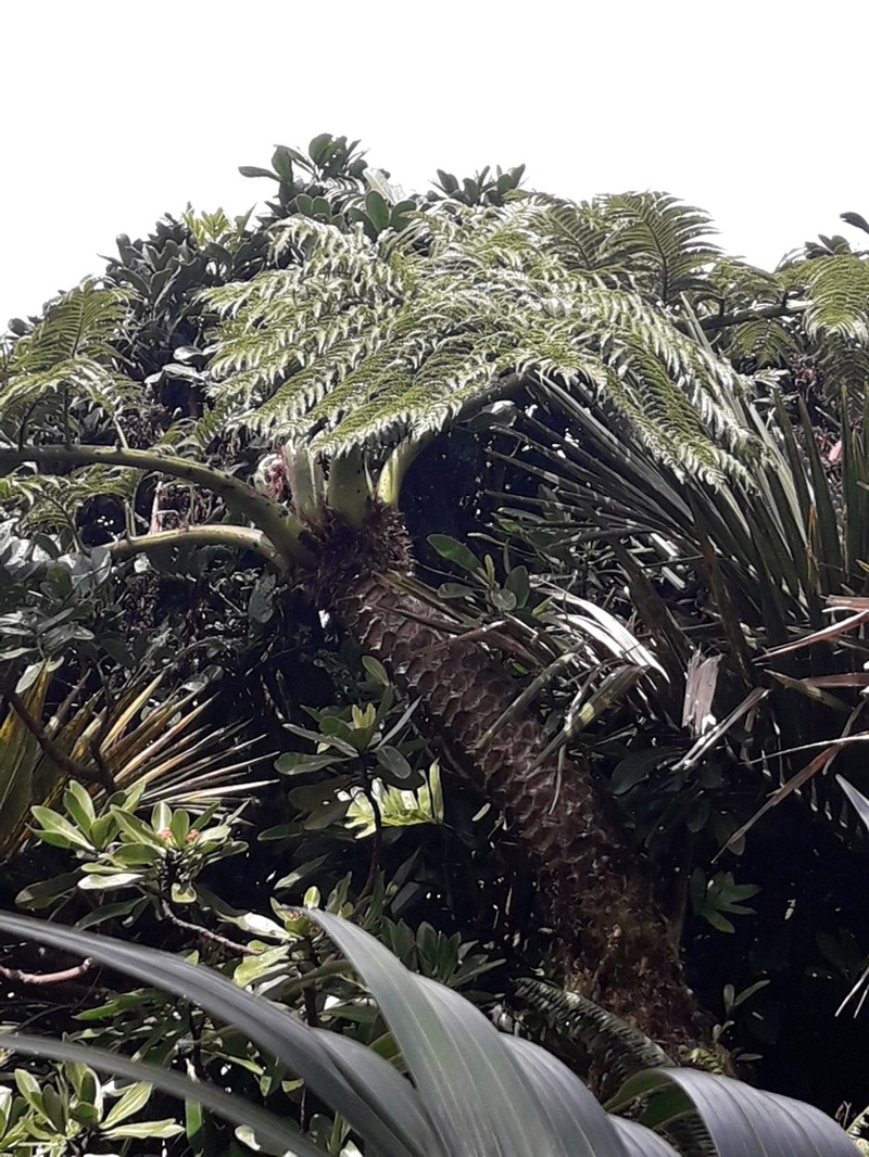 Cyathea howeana photo 5