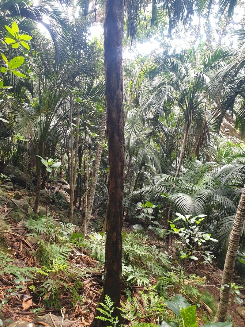 Cyathea howeana photo 6