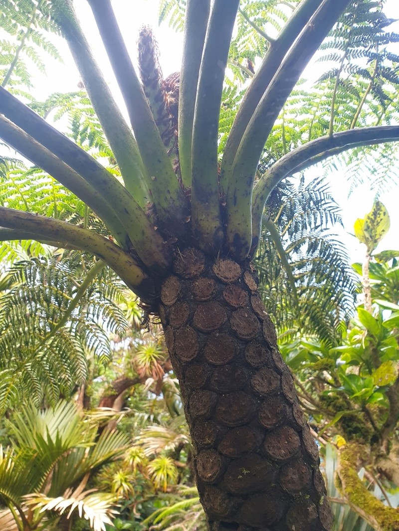 Cyathea howeana photo 7