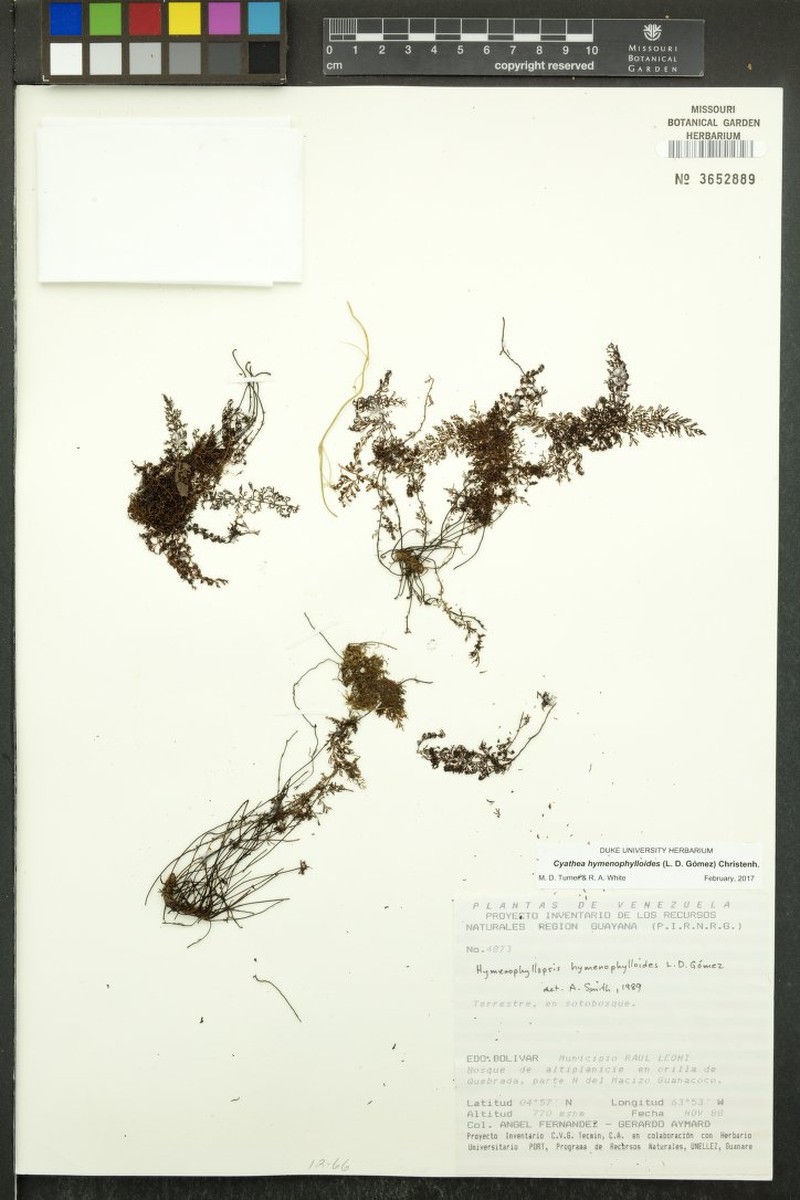 Cyathea hymenophylloides