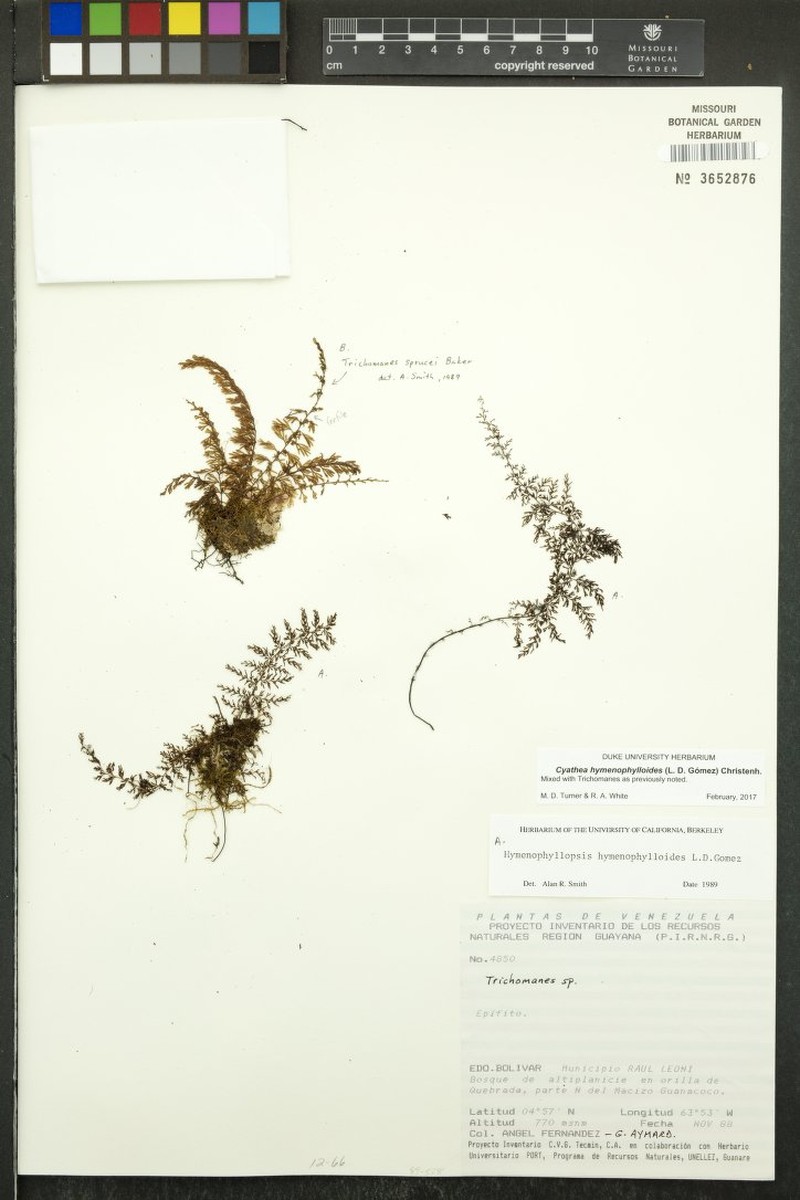 Cyathea hymenophylloides photo 2