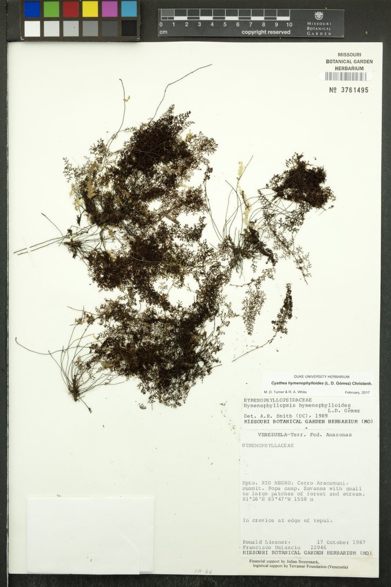Cyathea hymenophylloides photo 3
