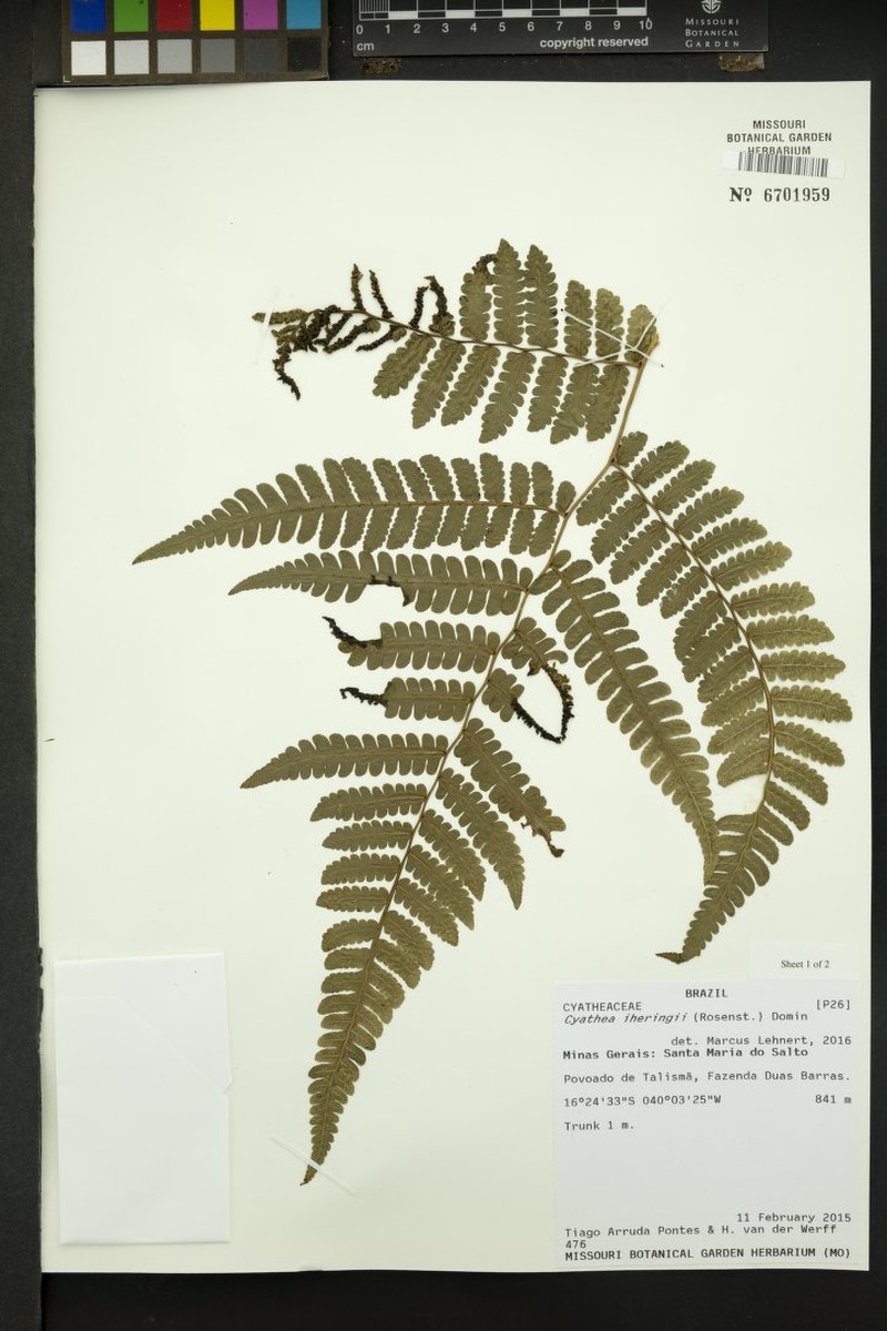 Cyathea iheringii