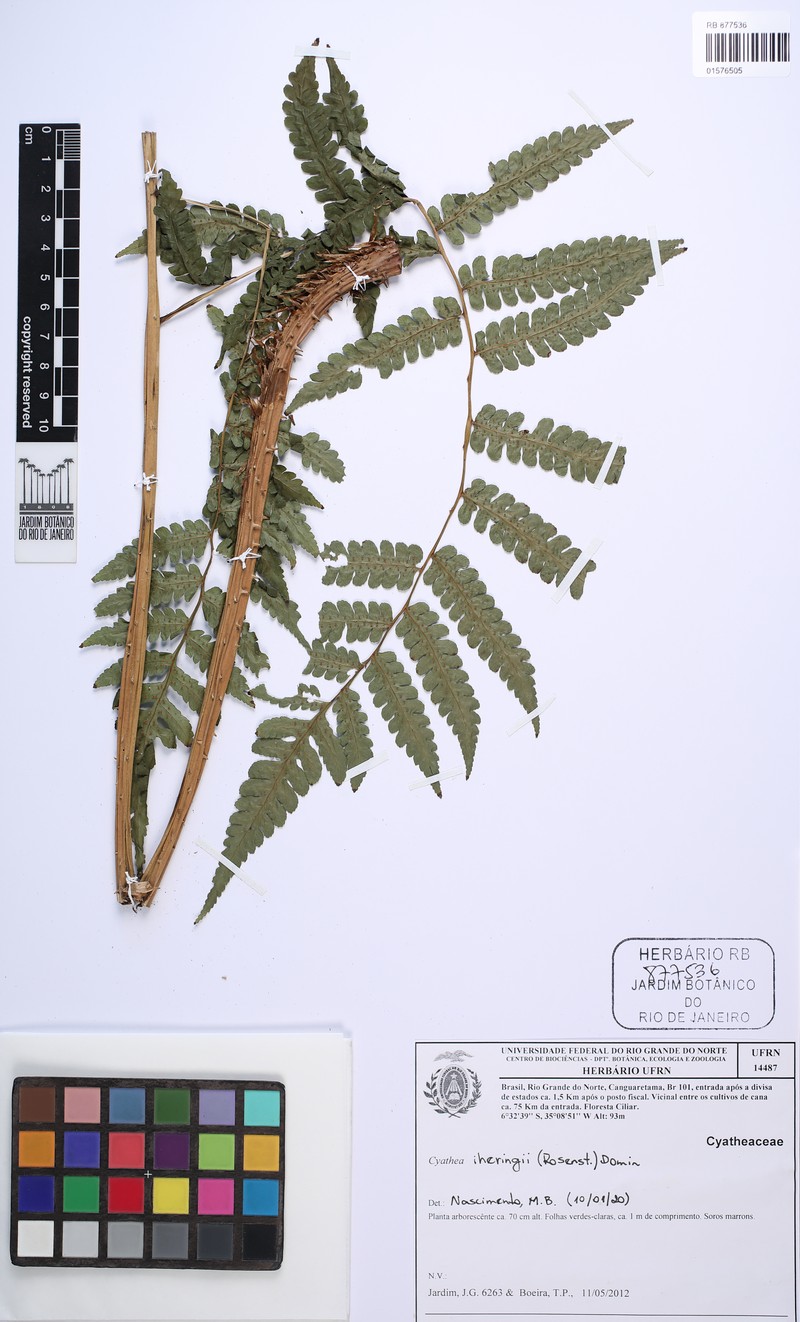 Cyathea iheringii photo 2