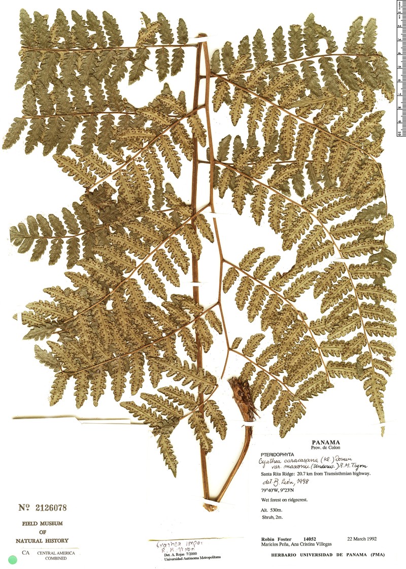 Cyathea impar