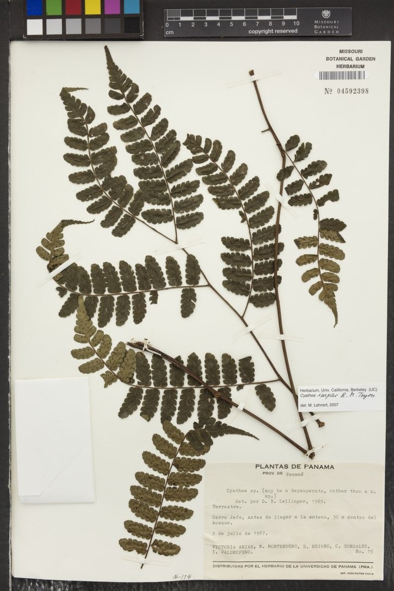 Cyathea impar photo 2