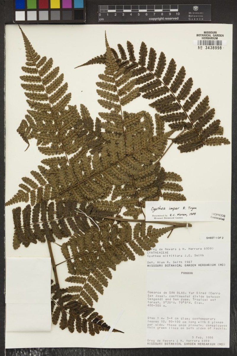 Cyathea impar photo 3