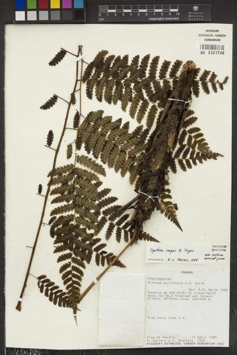 Cyathea impar photo 4