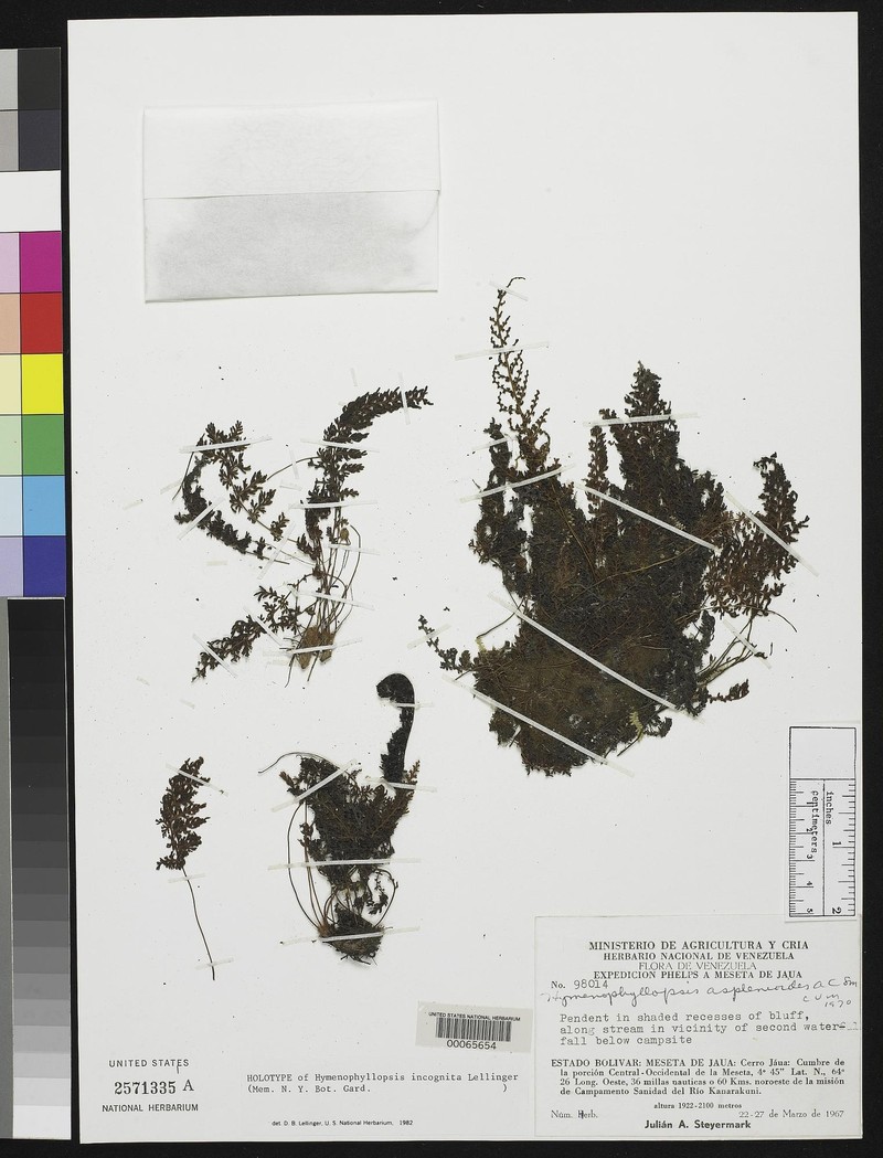 Cyathea incognita