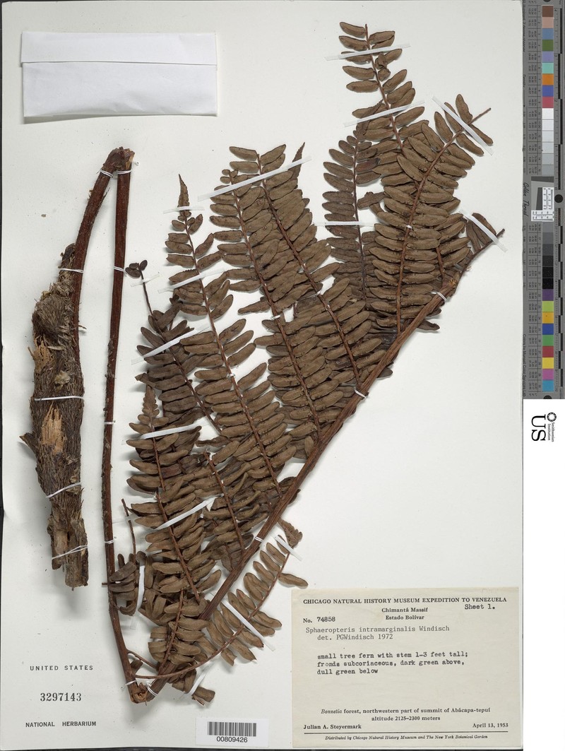 Cyathea intramarginalis