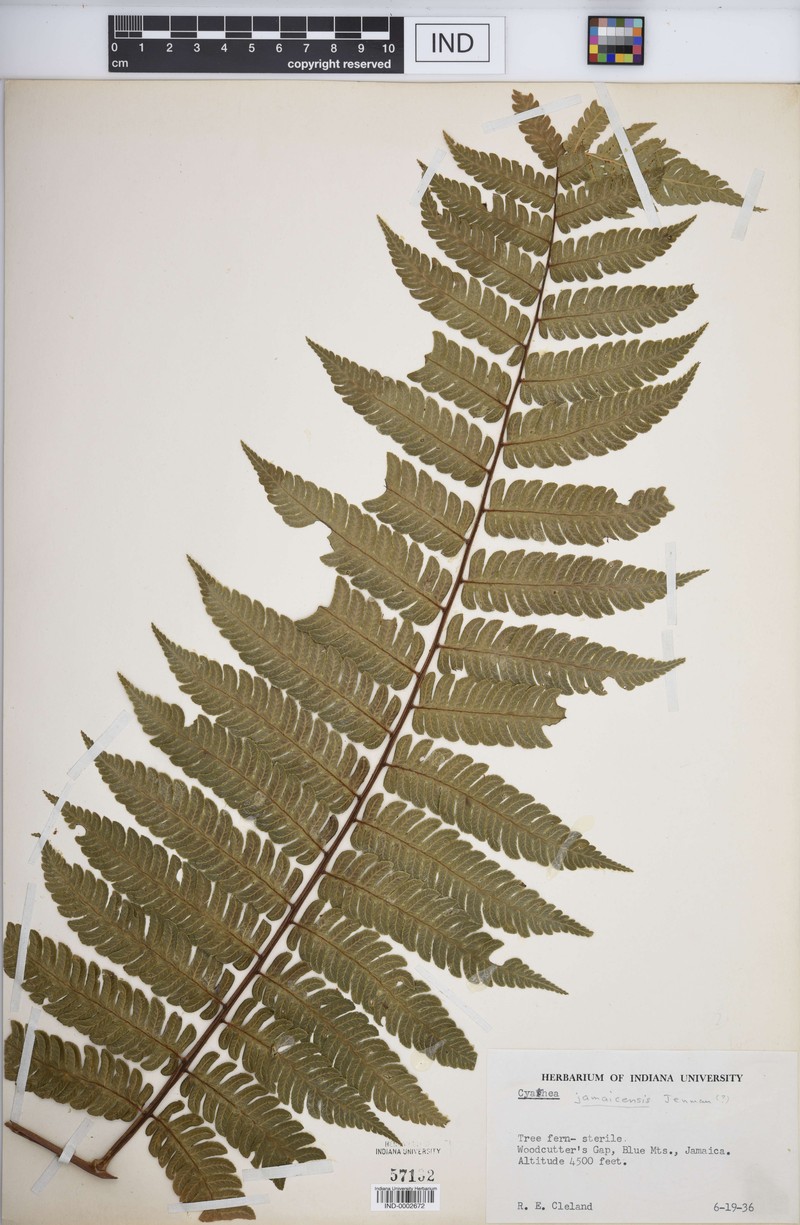Cyathea jamaicensis