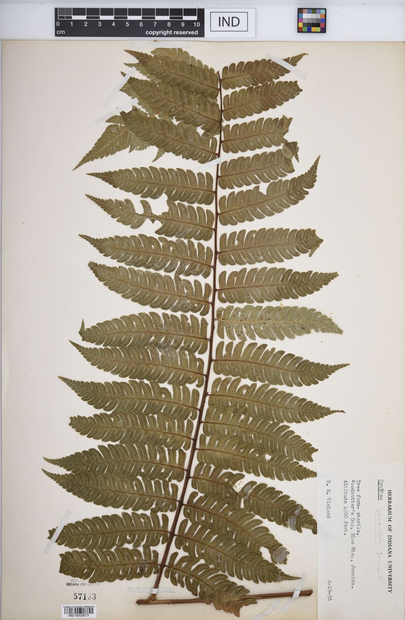 Cyathea jamaicensis photo 2