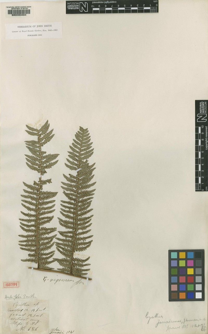 Cyathea jamaicensis photo 3