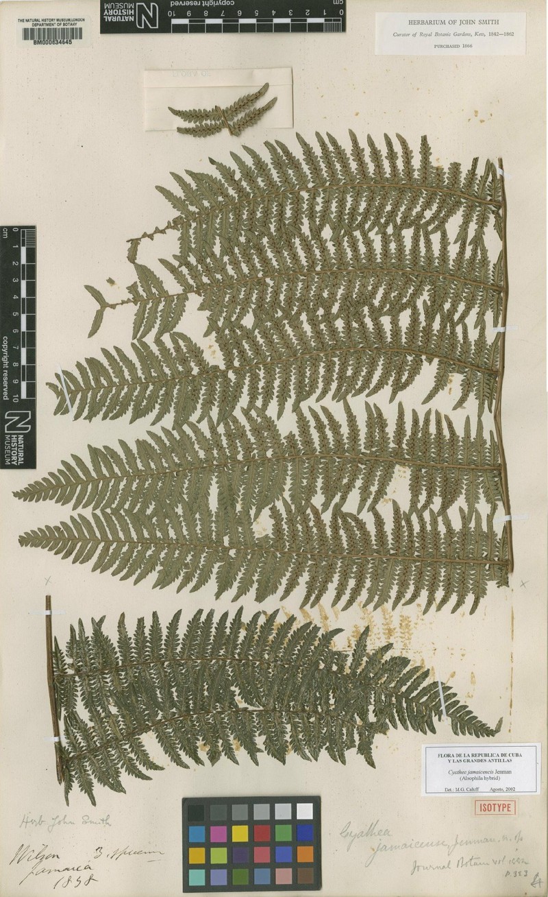 Cyathea jamaicensis photo 4
