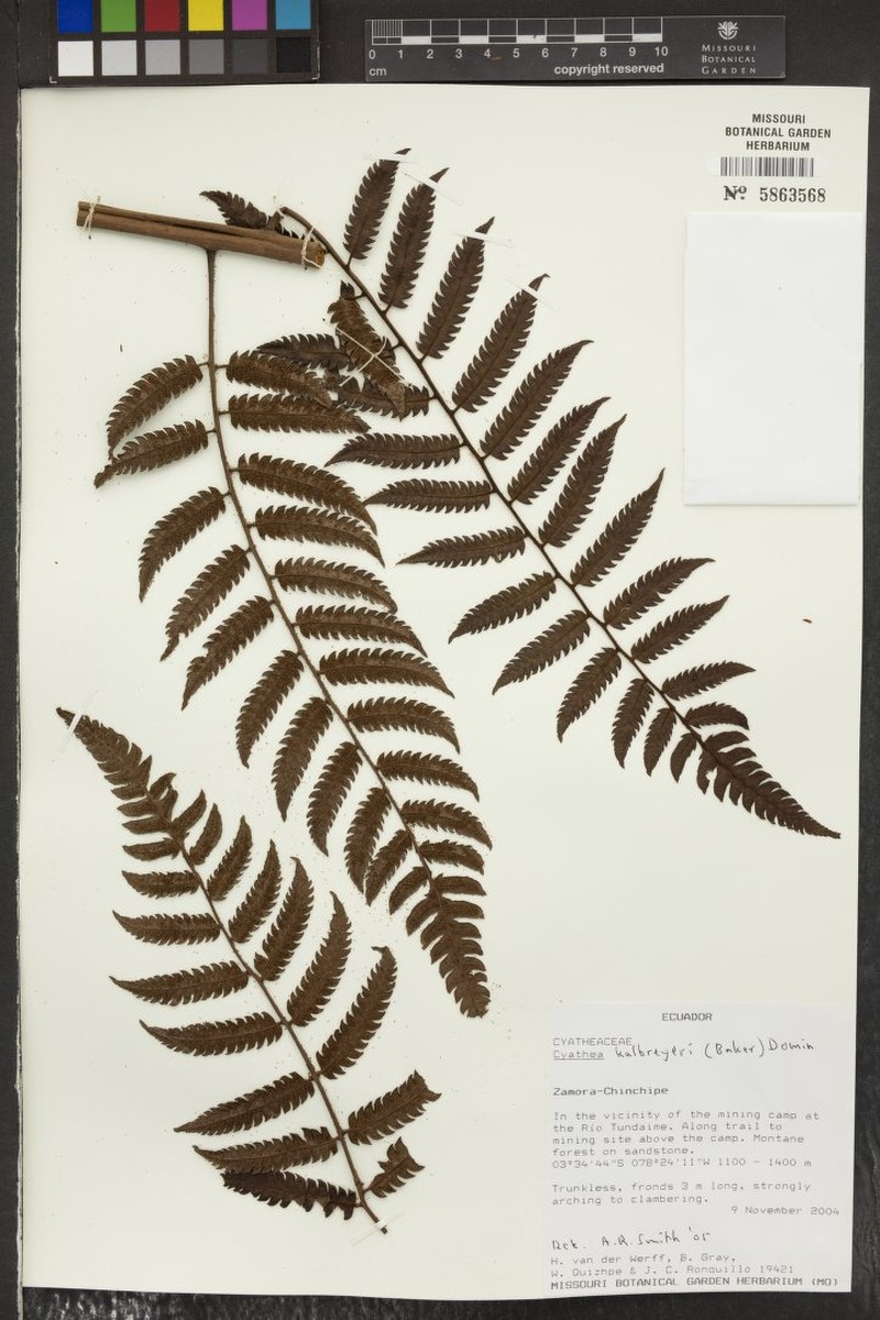 Cyathea kalbreyeri