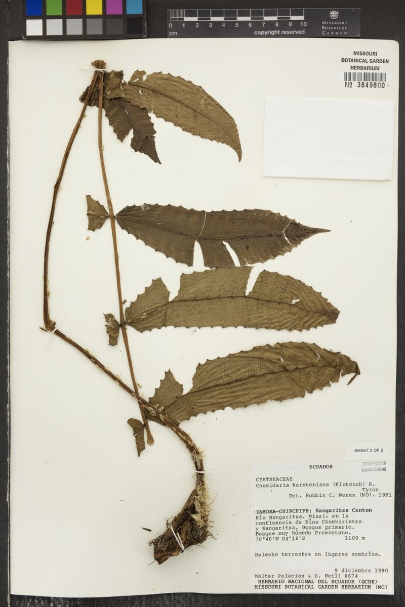 Cyathea karsteniana