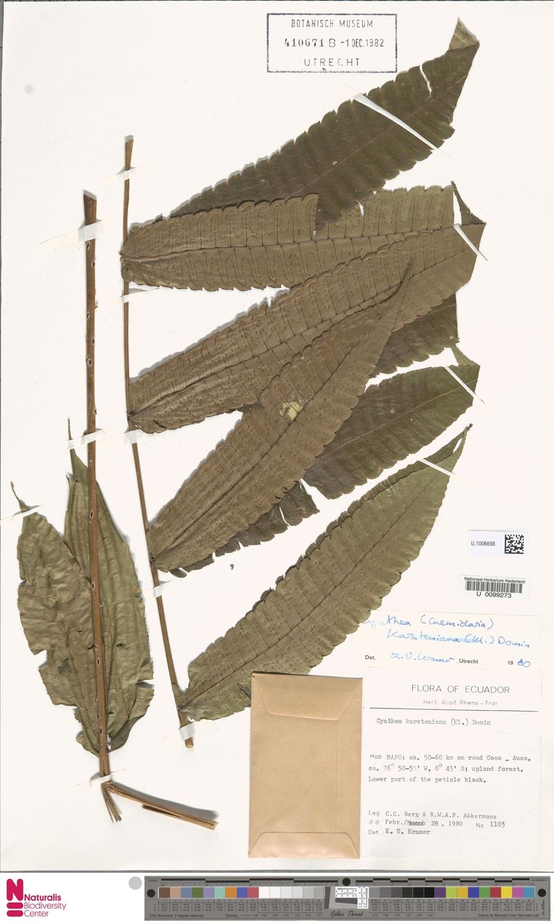 Cyathea karsteniana photo 2