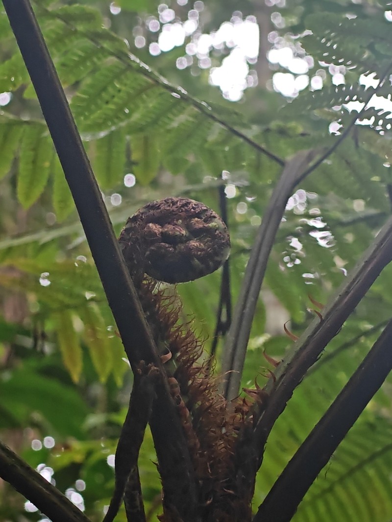 Cyathea lasiosora