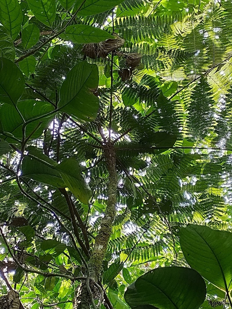 Cyathea lasiosora photo 2