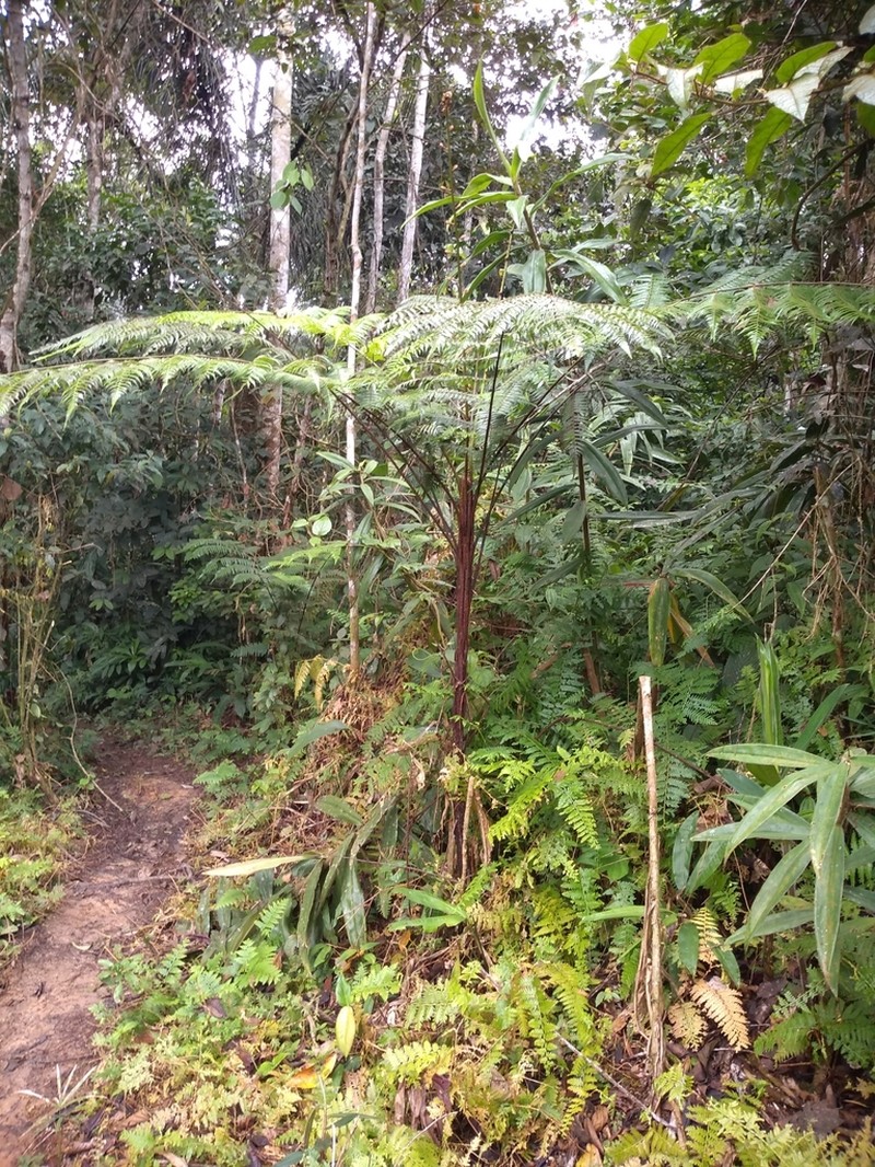 Cyathea lasiosora photo 3