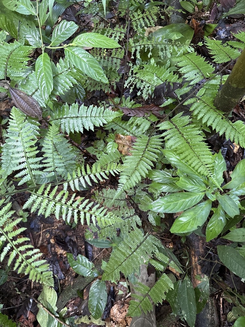 Cyathea lasiosora photo 4