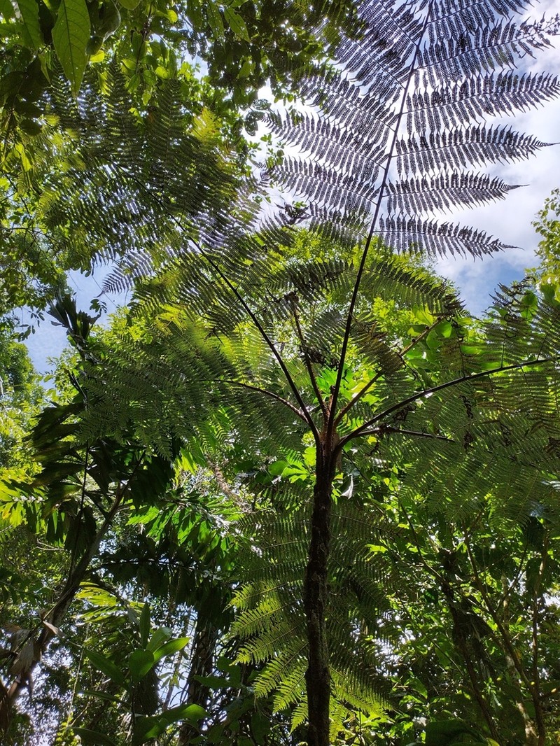 Cyathea lasiosora photo 5