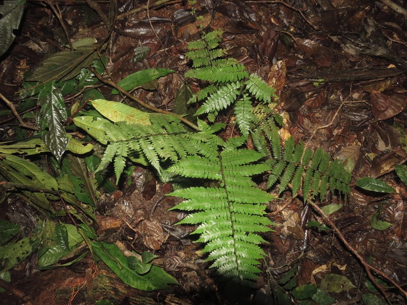 Cyathea lasiosora photo 6