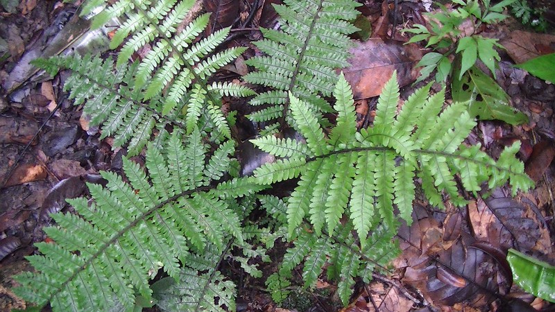Cyathea lasiosora photo 7