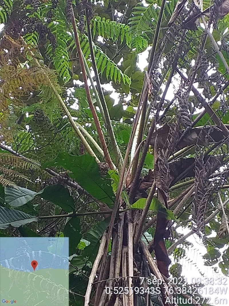 Cyathea lasiosora photo 8