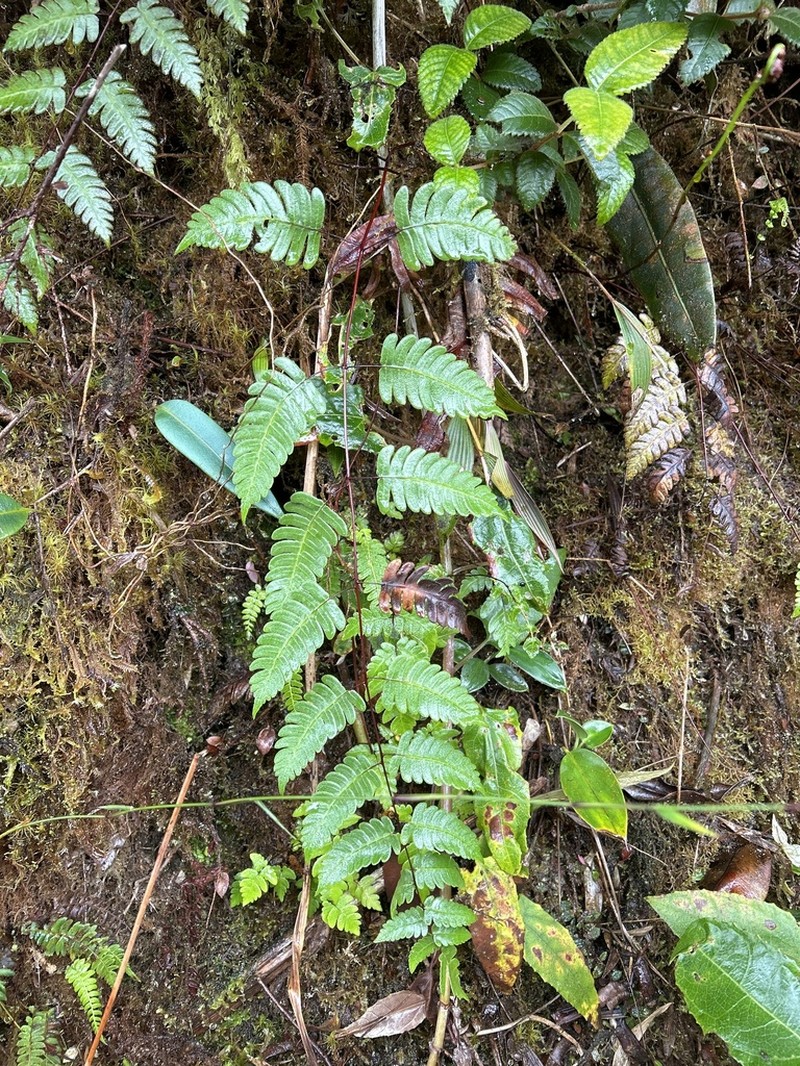 Cyathea latevagans