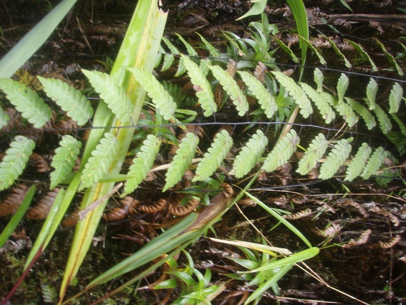 Cyathea latevagans photo 2
