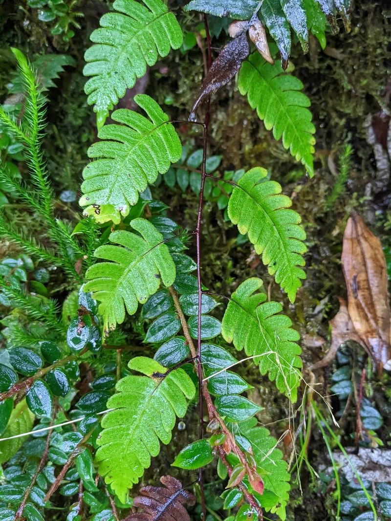 Cyathea latevagans photo 3