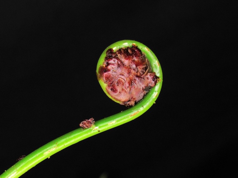 Cyathea latevagans photo 4
