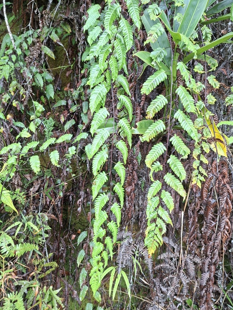 Cyathea latevagans photo 5