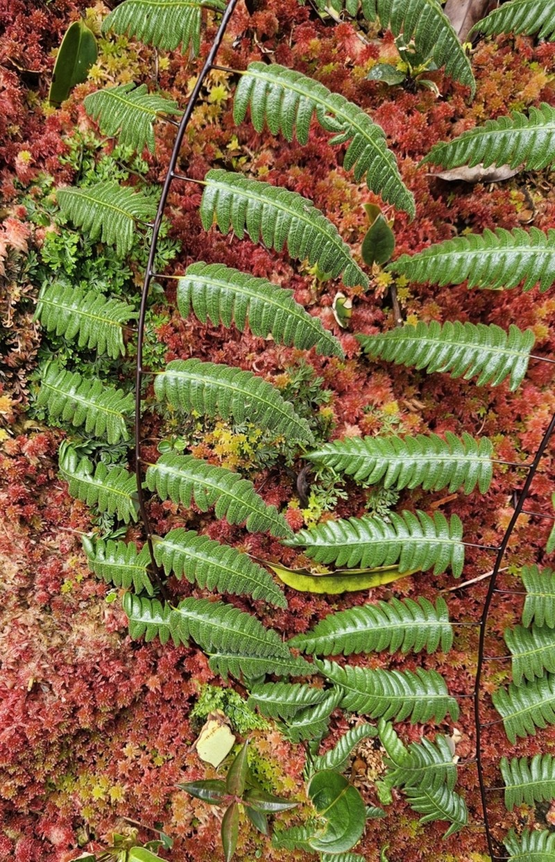 Cyathea latevagans photo 6