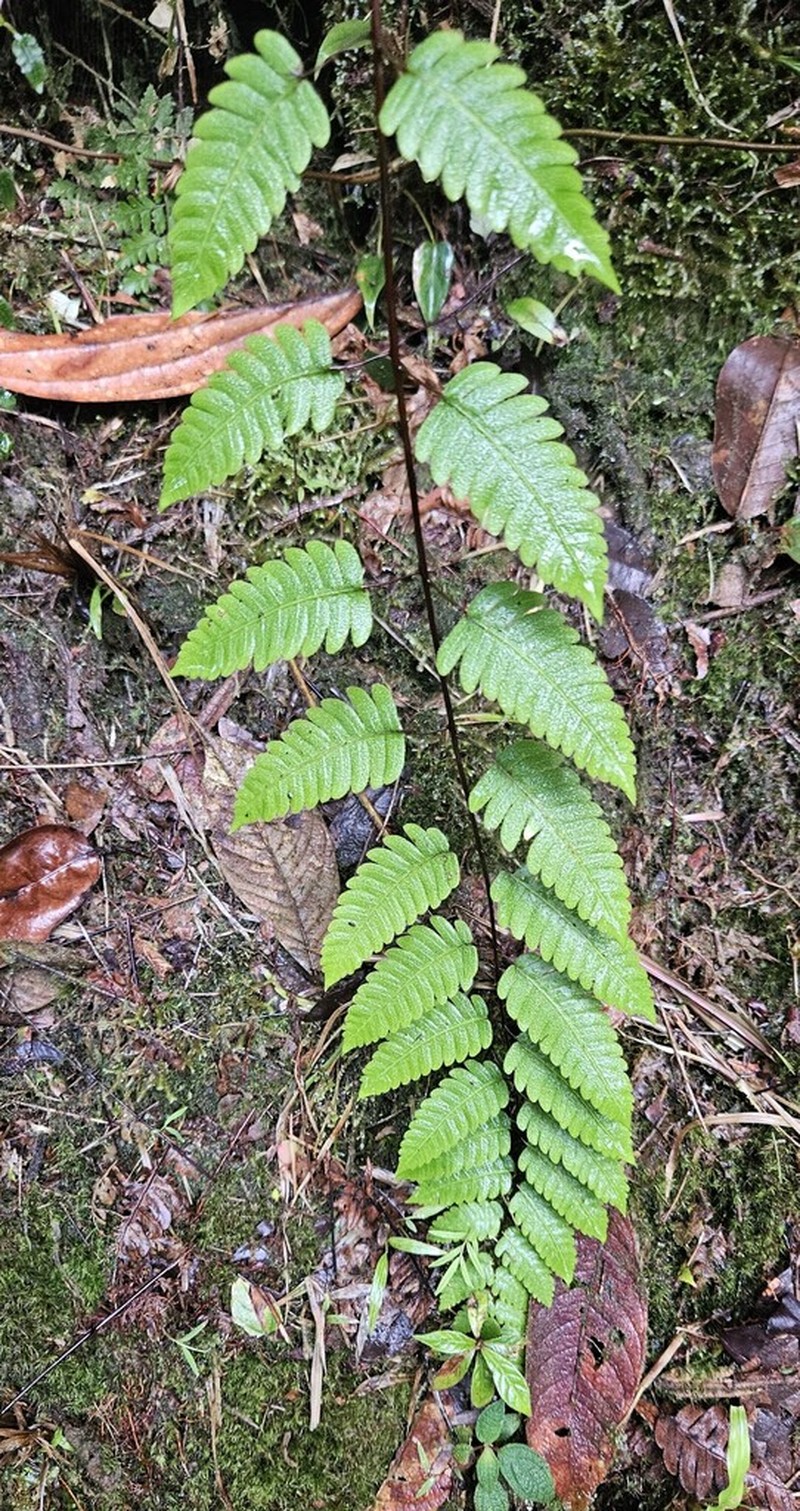 Cyathea latevagans photo 7
