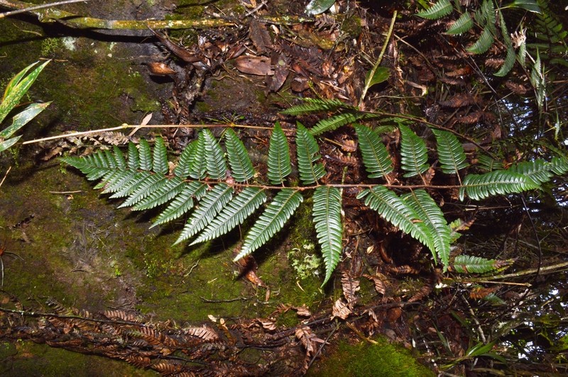 Cyathea latevagans photo 8