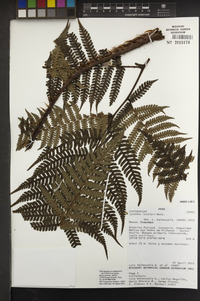 Cyathea lechleri