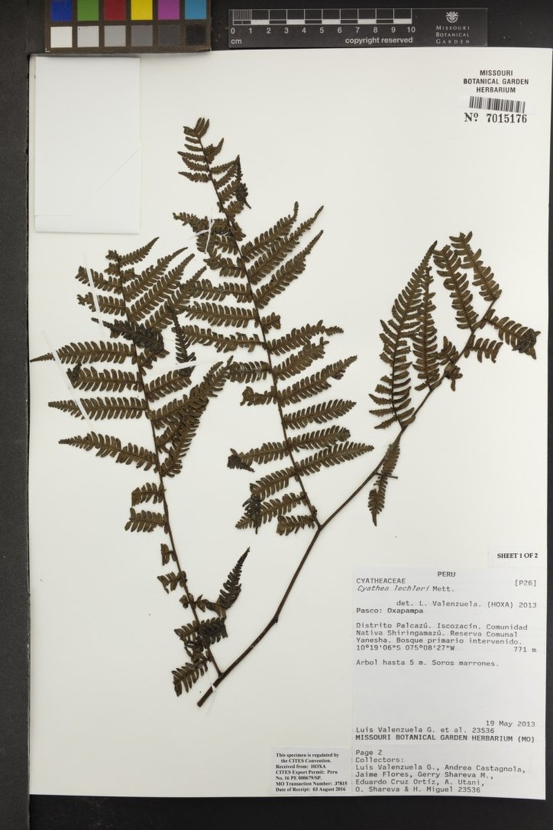 Cyathea lechleri photo 2