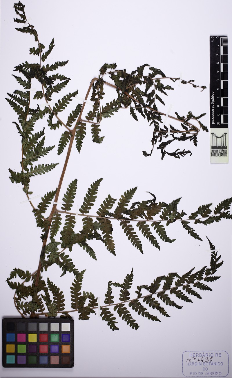 Cyathea lechleri photo 3