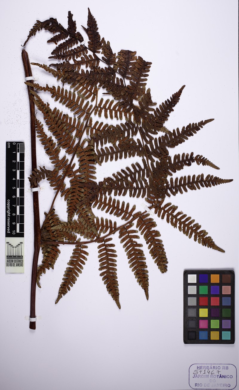 Cyathea lechleri photo 4