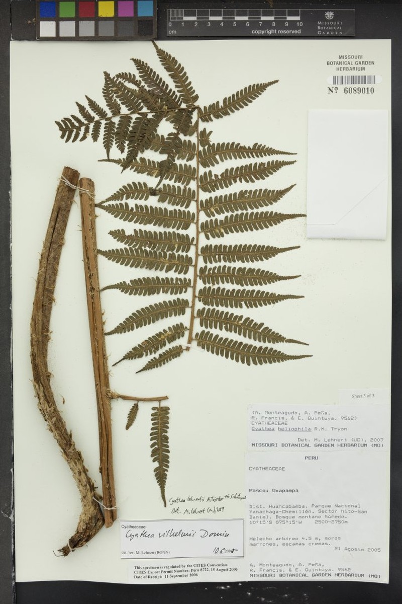 Cyathea lehnertii