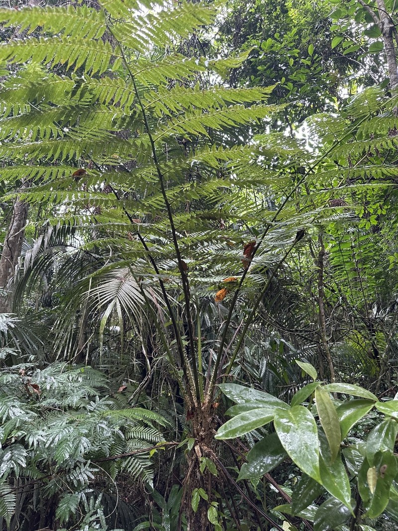 Cyathea leucofolis